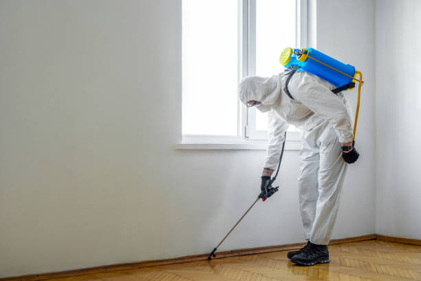Best Termite Control Services  in Elkhorn City, KY